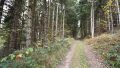 Forstflächen, gut erschlossen