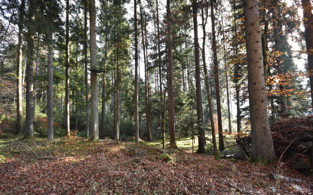 Wald-/ und Grünflächen in guter Lage